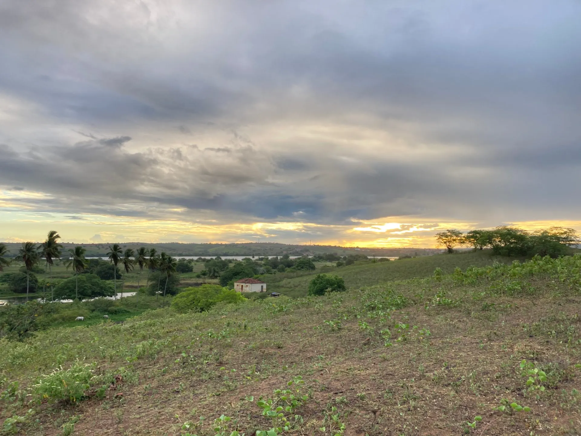 Fazenda à venda de 120 ha em São Brás, AL, Brasil