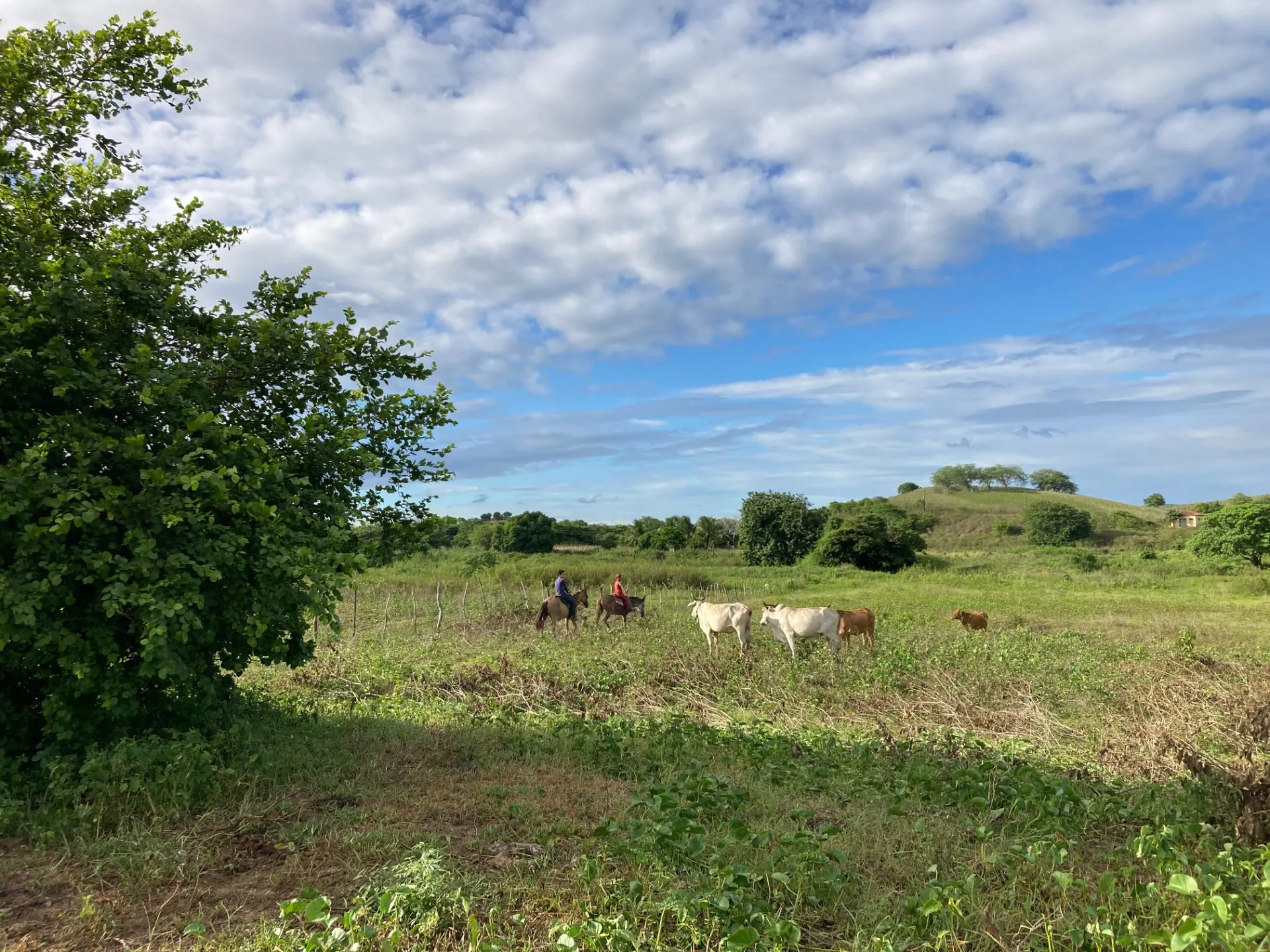 Fazenda à venda de 120 ha em São Brás, AL, Brasil