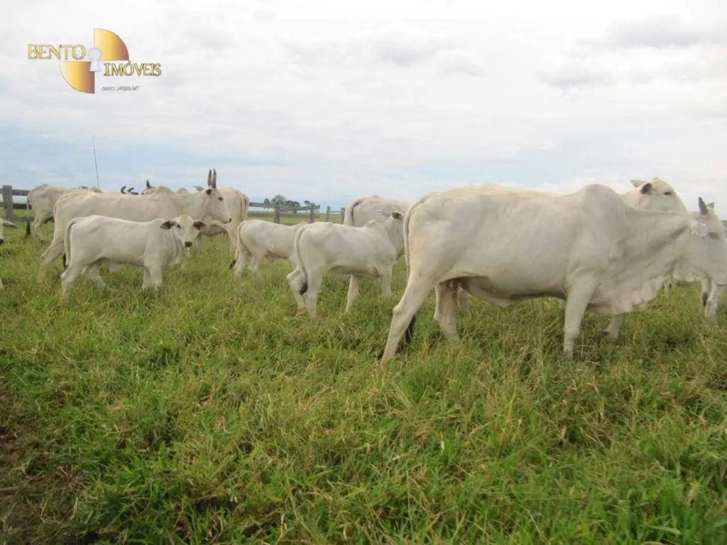 Fazenda à venda de 2.541 ha em Pontes e Lacerda, MT, Brasil