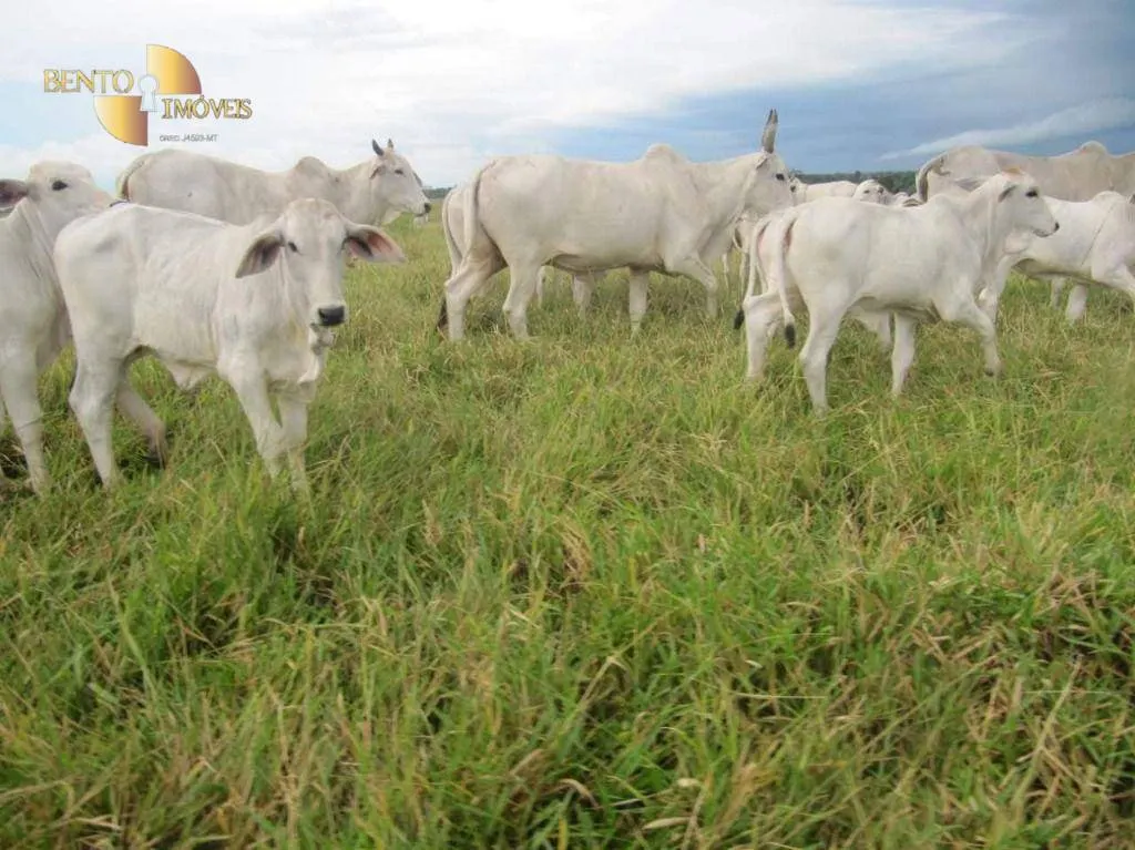 Fazenda à venda de 2.541 ha em Pontes e Lacerda, MT, Brasil