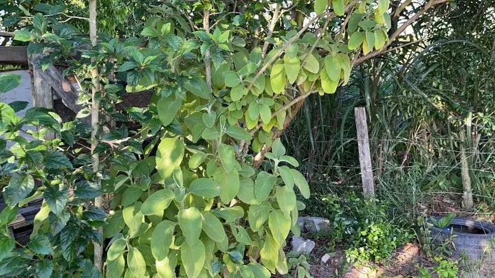 Chácara à venda de 900 m² em Santo Antônio da Patrulha, RS, Brasil