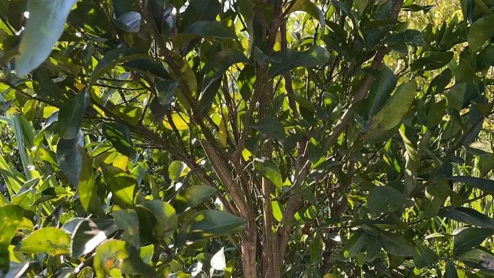 Chácara à venda de 900 m² em Santo Antônio da Patrulha, RS, Brasil