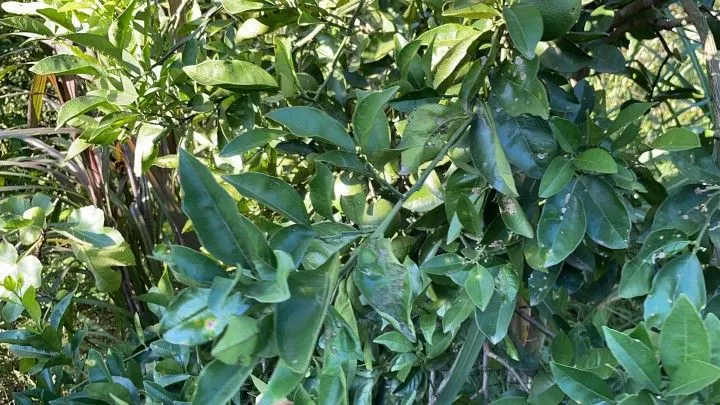 Chácara à venda de 900 m² em Santo Antônio da Patrulha, RS, Brasil