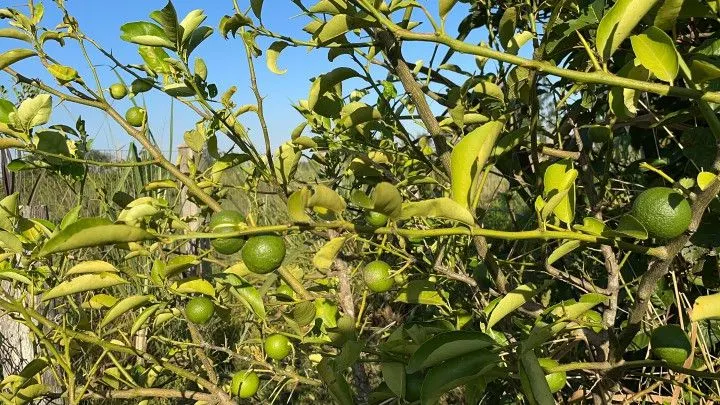 Chácara à venda de 900 m² em Santo Antônio da Patrulha, RS, Brasil