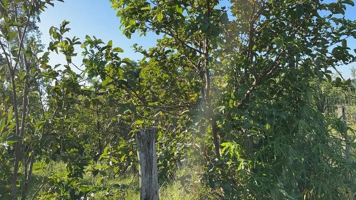 Chácara à venda de 900 m² em Santo Antônio da Patrulha, RS, Brasil