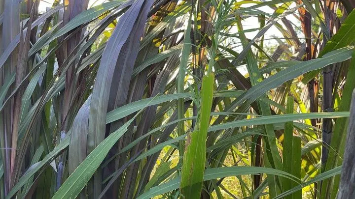 Chácara à venda de 900 m² em Santo Antônio da Patrulha, RS, Brasil