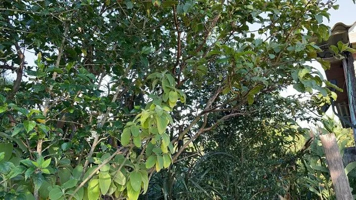 Chácara à venda de 900 m² em Santo Antônio da Patrulha, RS, Brasil