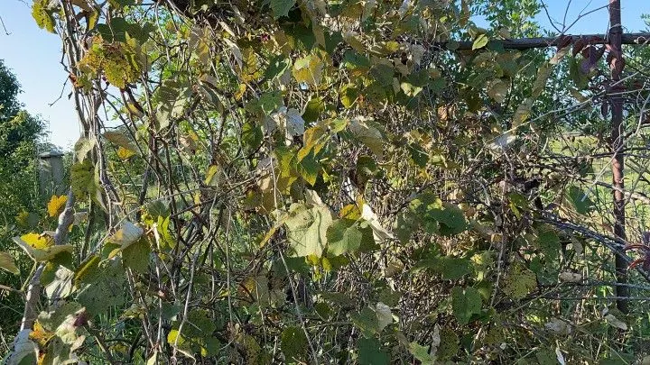 Chácara à venda de 900 m² em Santo Antônio da Patrulha, RS, Brasil