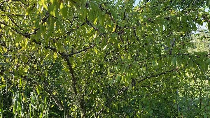 Chácara à venda de 900 m² em Santo Antônio da Patrulha, RS, Brasil