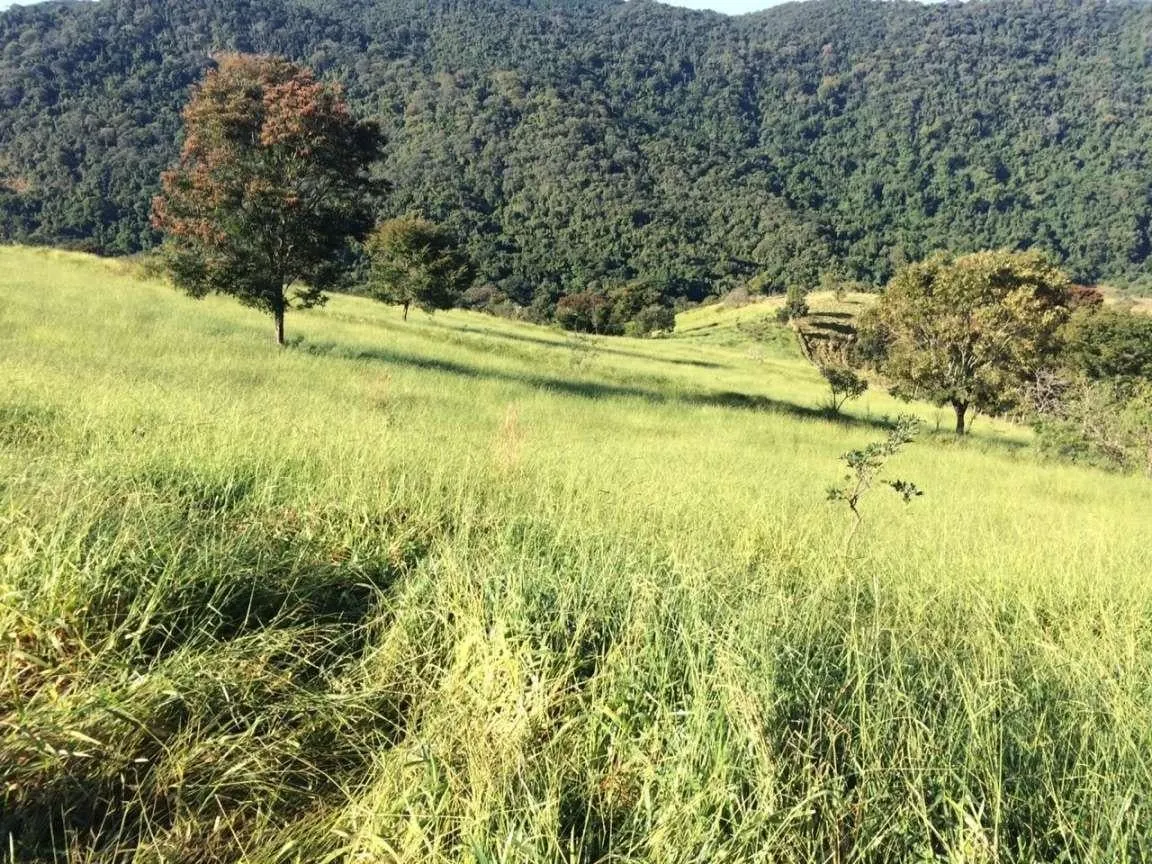 Fazenda à venda de 242 ha em Tapiratiba, SP, Brasil