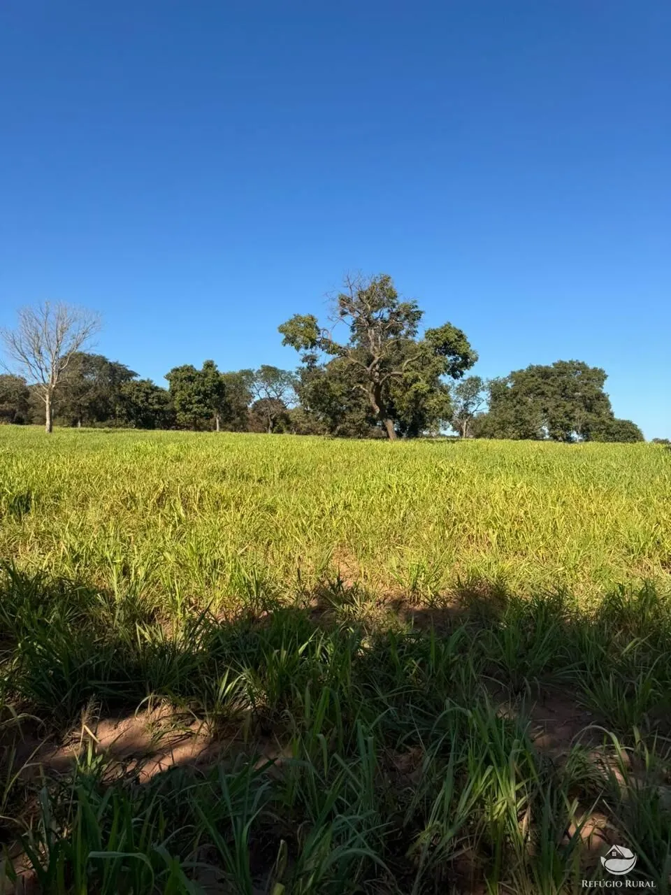 Fazenda à venda de 1.490 ha em Coxim, MS, Brasil