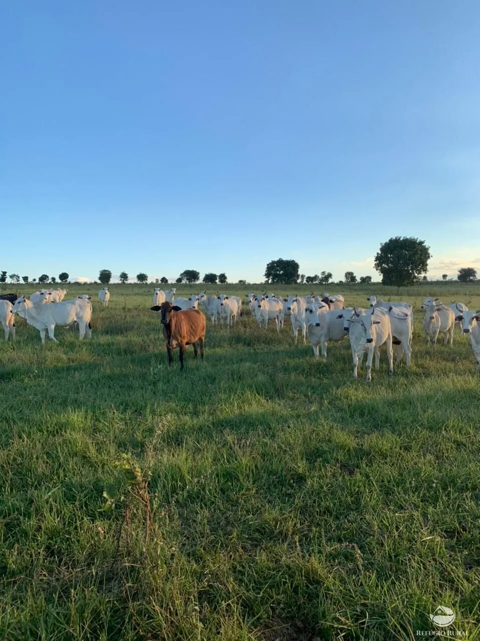 Fazenda à venda de 1.490 ha em Coxim, MS, Brasil