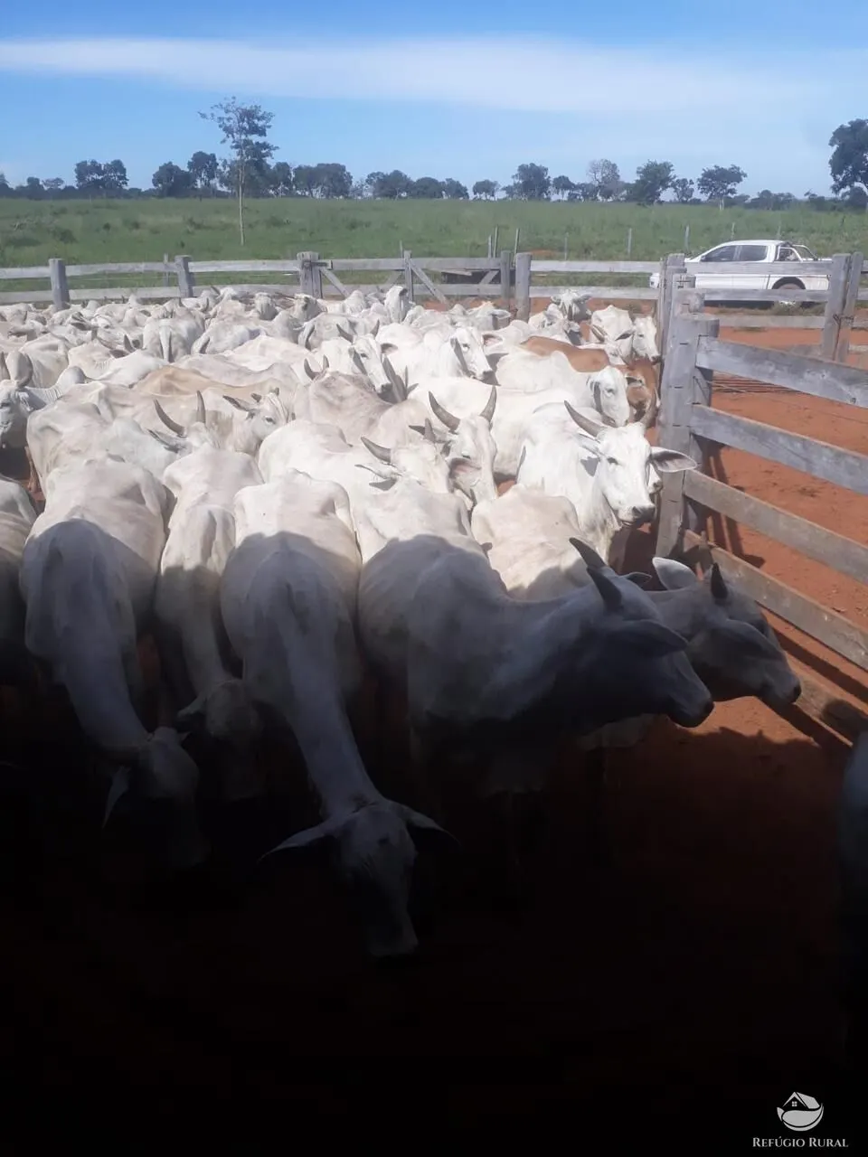 Fazenda à venda de 1.490 ha em Coxim, MS, Brasil