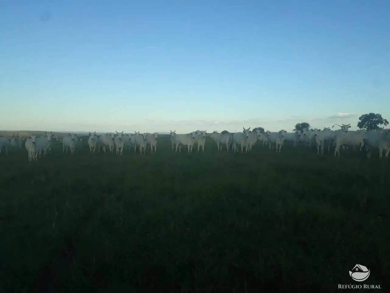 Fazenda à venda de 1.490 ha em Coxim, MS, Brasil