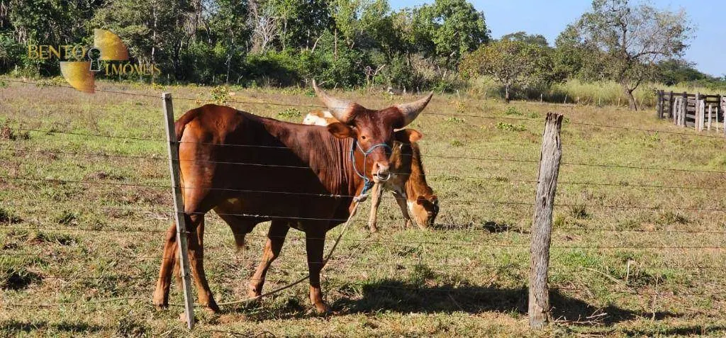 Fazenda à venda de 2.770 ha em Rosário Oeste, MT, Brasil