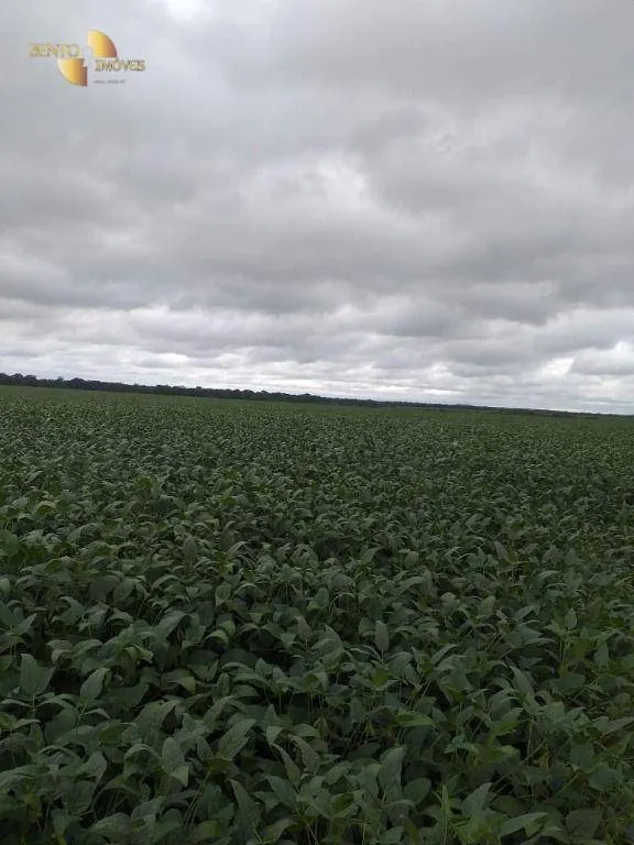 Fazenda à venda de 7.800 ha em Paranatinga, MT, Brasil