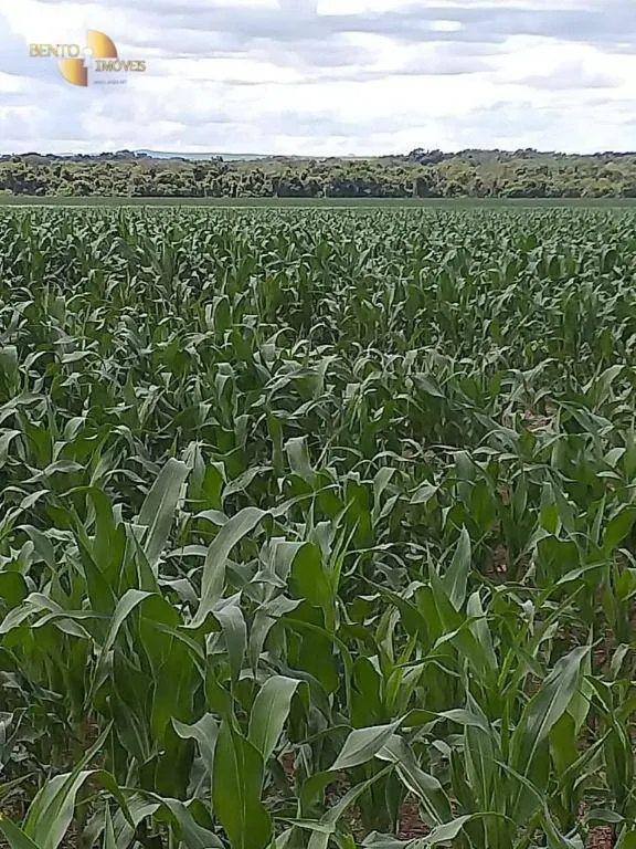 Farm for sale of 19,274 acres in Paranatinga, MT, Brazil