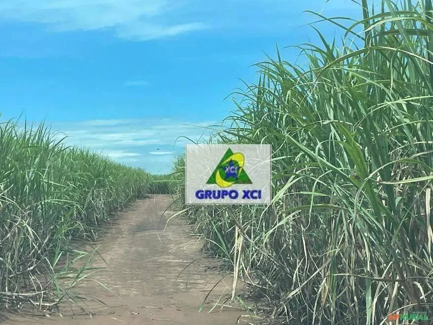 Fazenda à venda de 143 ha em Limeira, SP, Brasil
