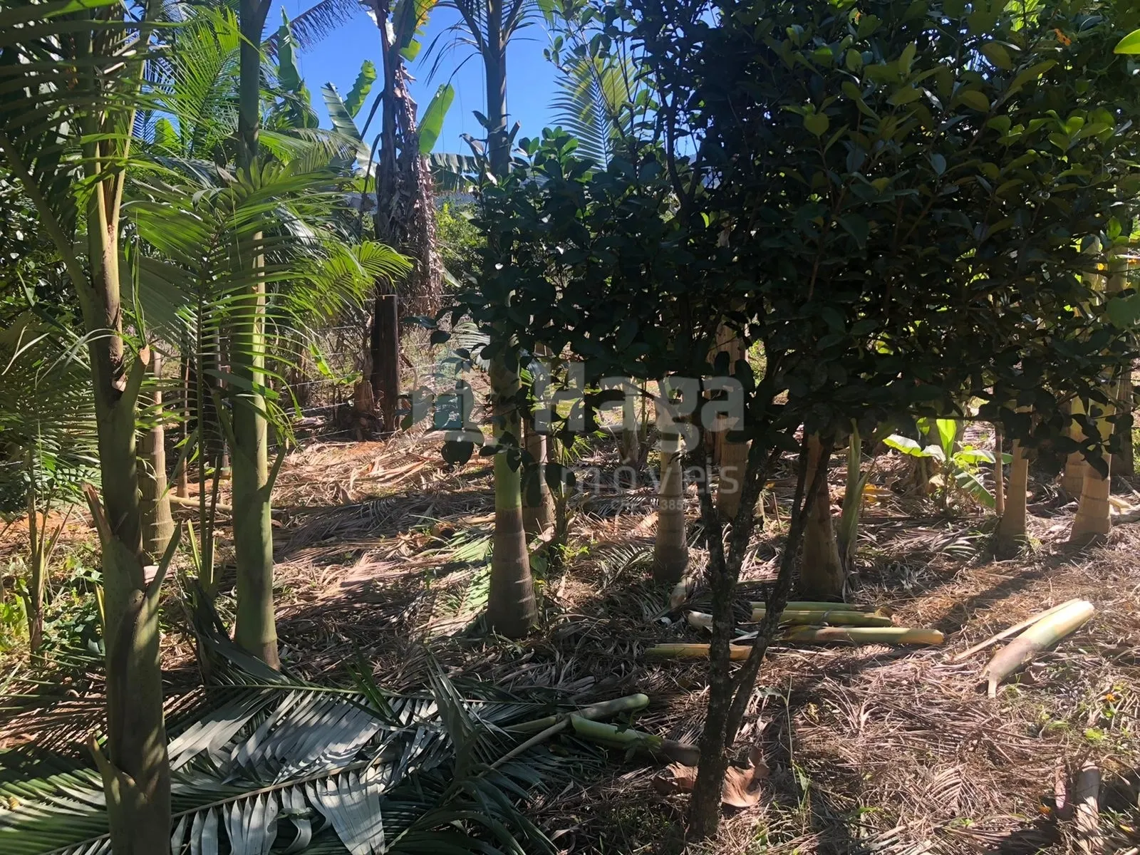 Plot for sale of 2,000 m² in Tijucas, SC, Brazil