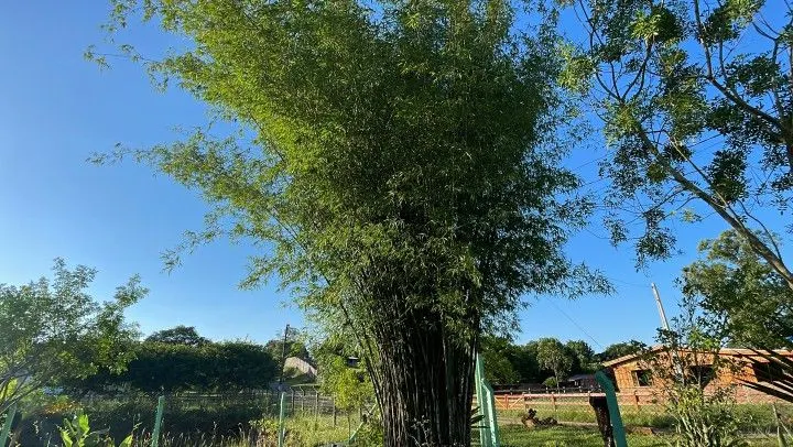 Country home for sale of 1,900 m² in Gravataí, RS, Brazil