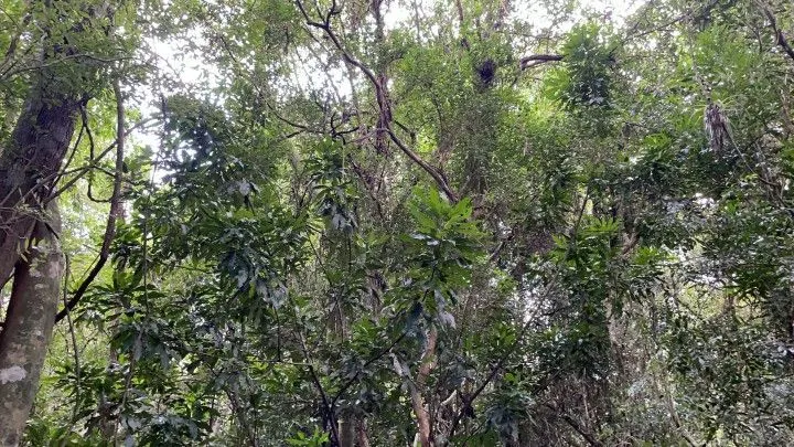 Country home for sale of 7 acres in Santo Antônio da Patrulha, RS, Brazil