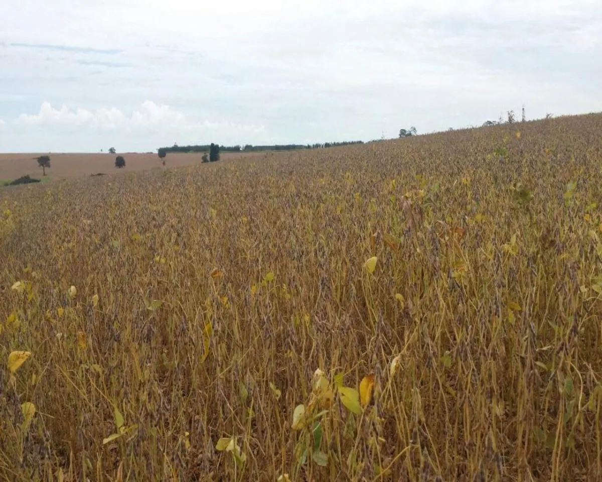 Fazenda à venda de 200 ha em Jumirim, SP, Brasil