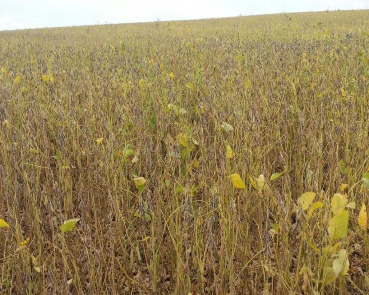 Fazenda à venda de 200 ha em Jumirim, SP, Brasil