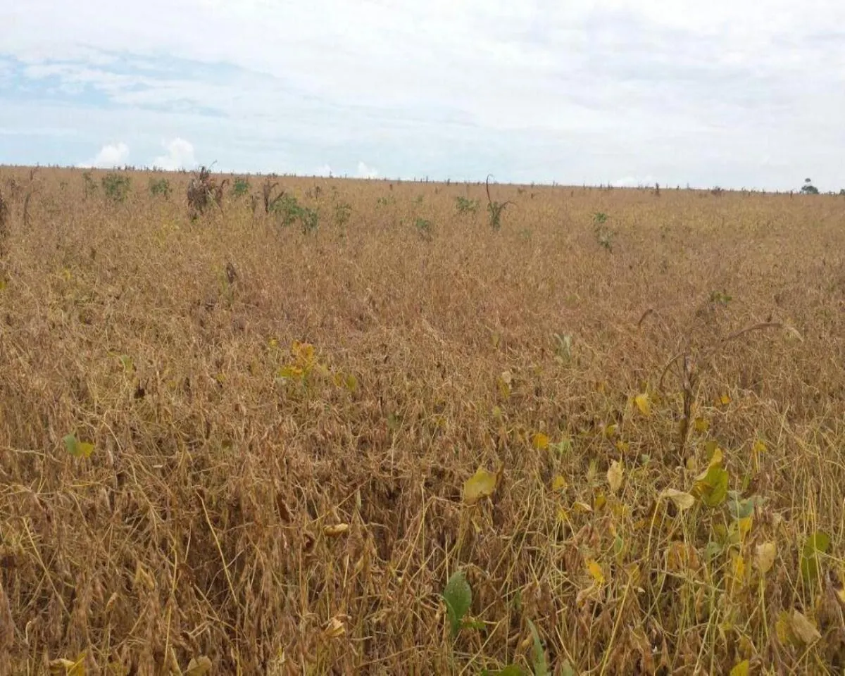 Fazenda à venda de 200 ha em Jumirim, SP, Brasil