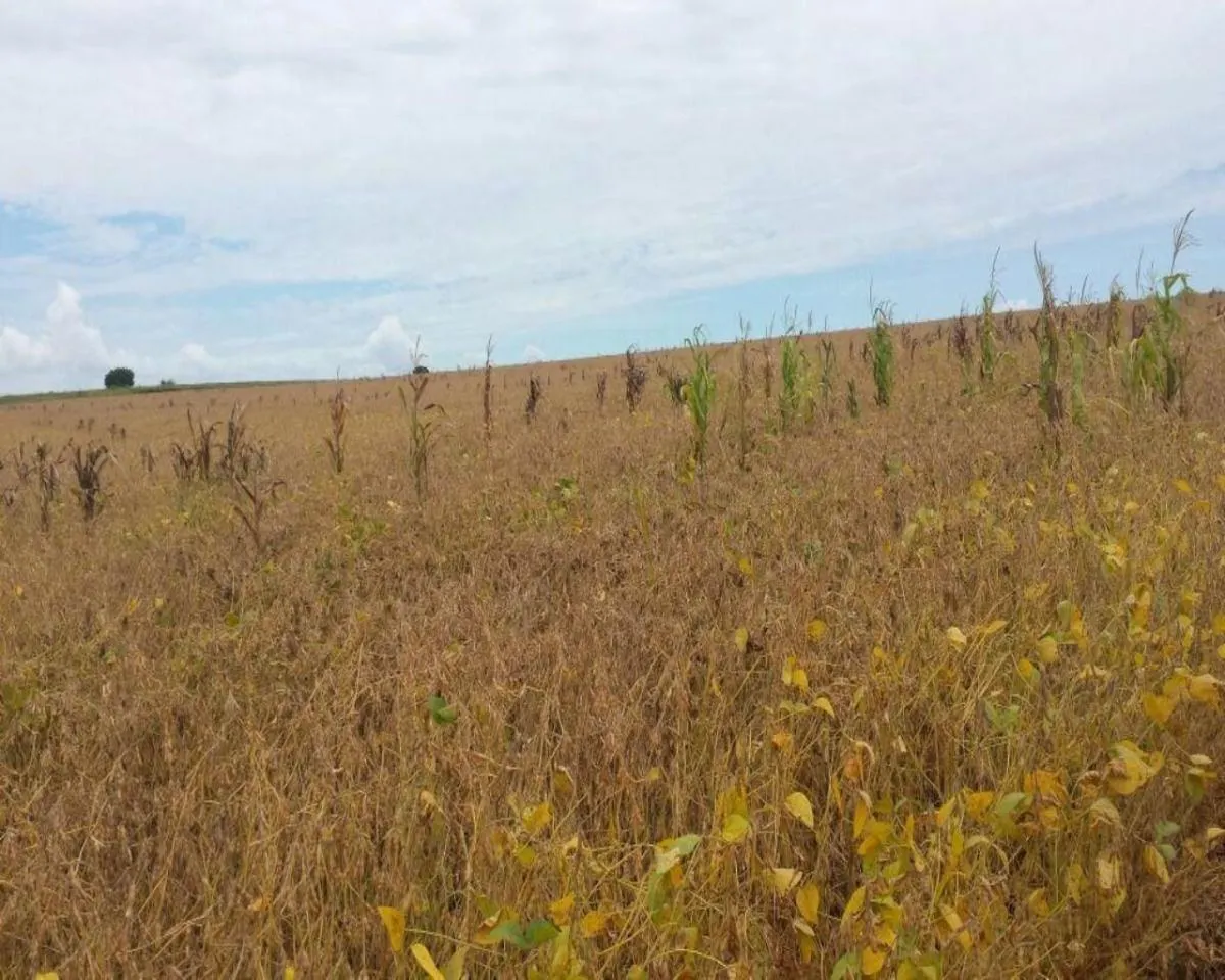 Fazenda à venda de 200 ha em Jumirim, SP, Brasil