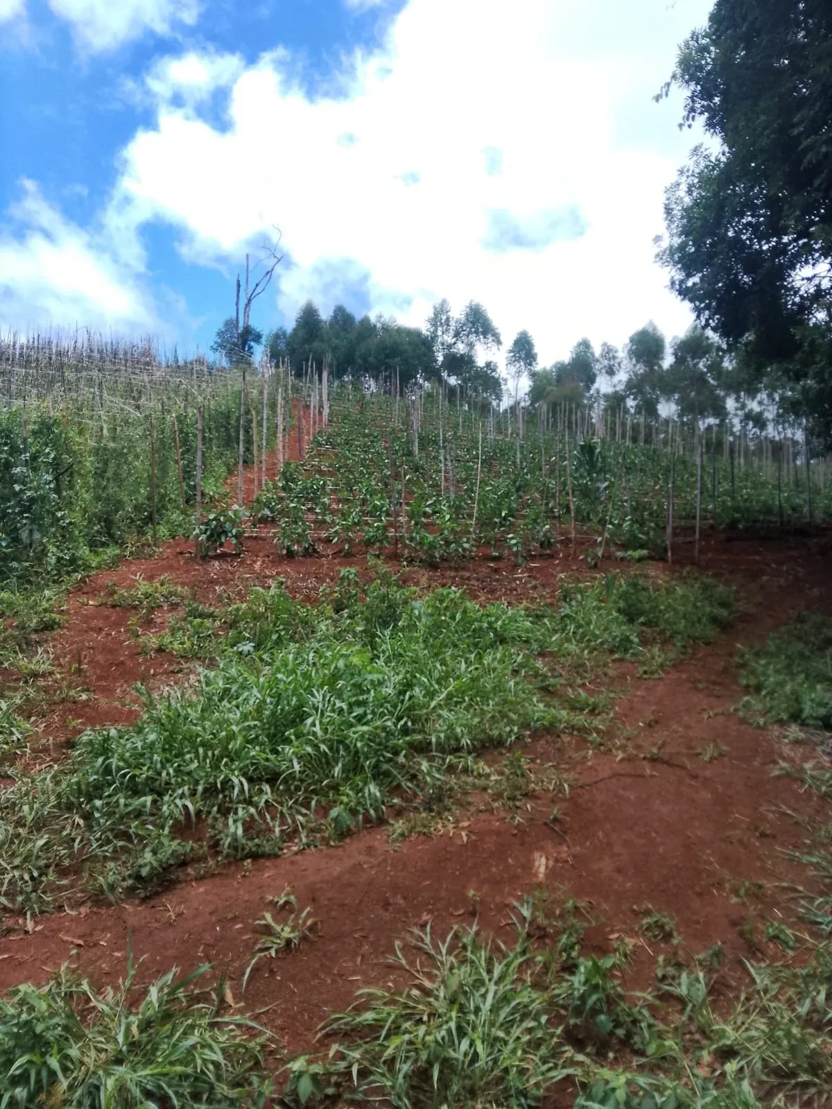 Fazenda à venda de 128 ha em Guapiara, SP, Brasil