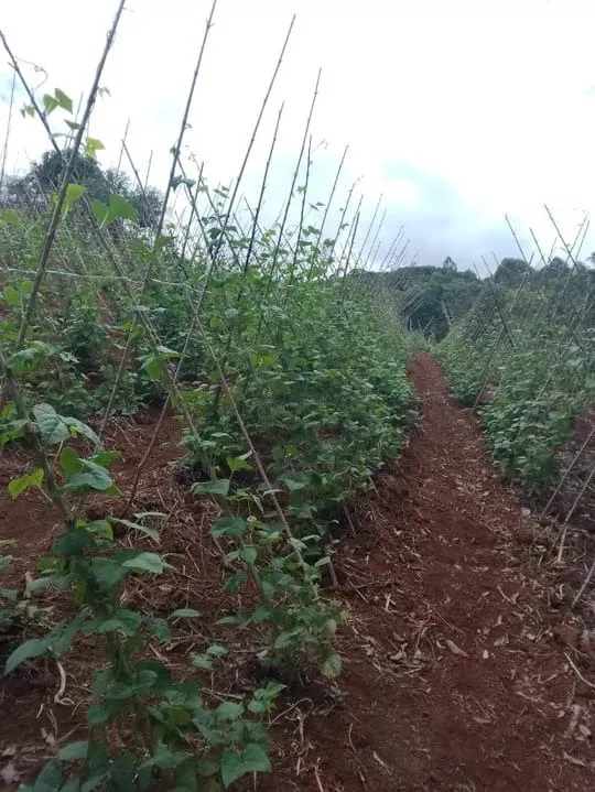 Fazenda à venda de 128 ha em Guapiara, SP, Brasil