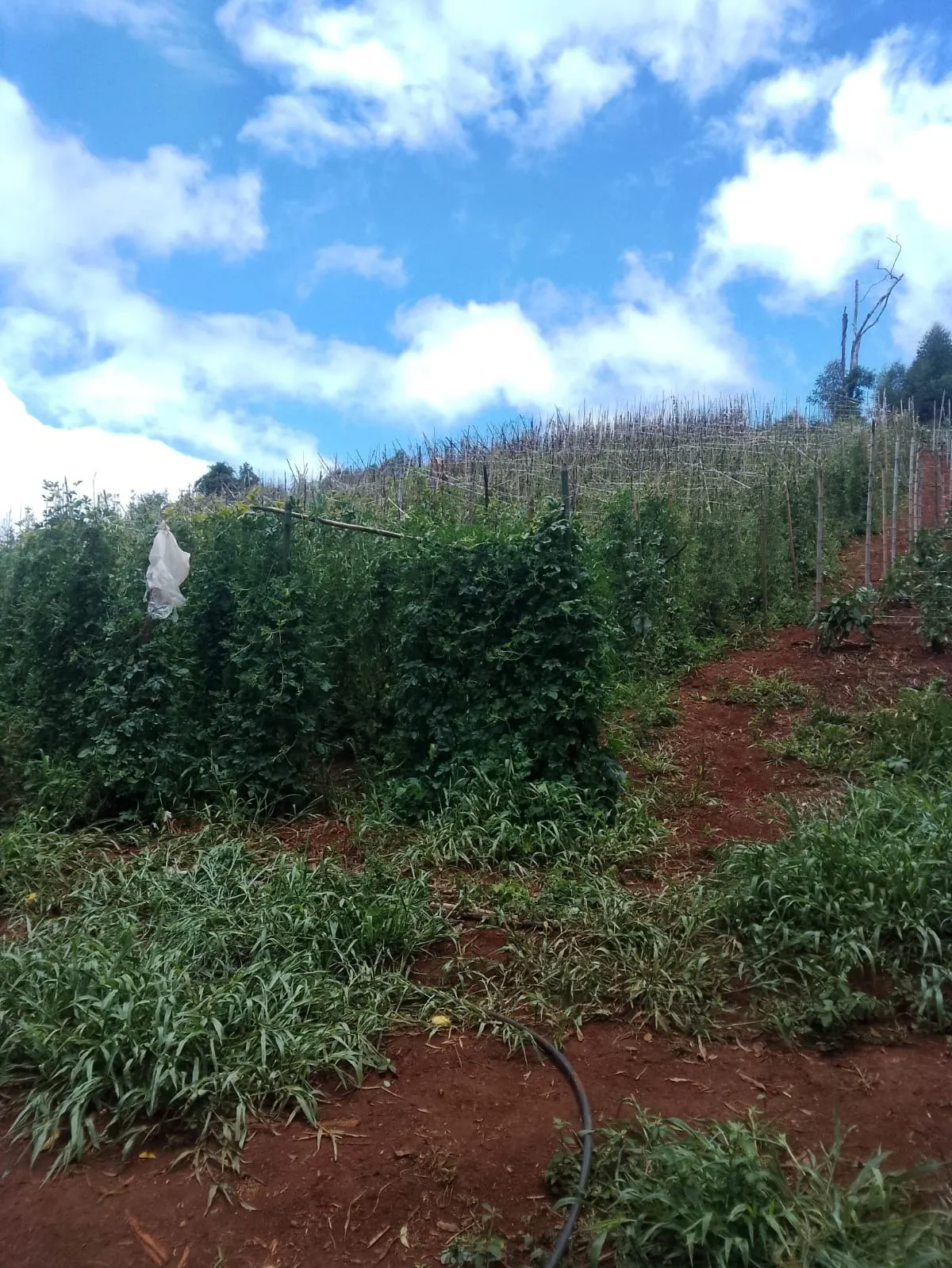 Fazenda à venda de 128 ha em Guapiara, SP, Brasil