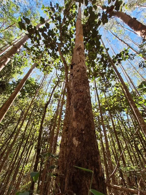 Terreno à venda de 19 ha em São José dos Campos, SP, Brasil