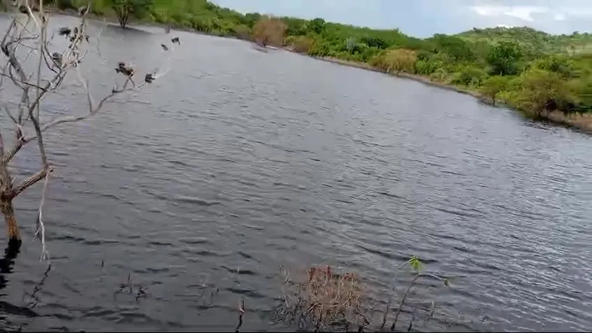 Fazenda para Arrendar de 1.000 ha em Tauá, CE, Brasil