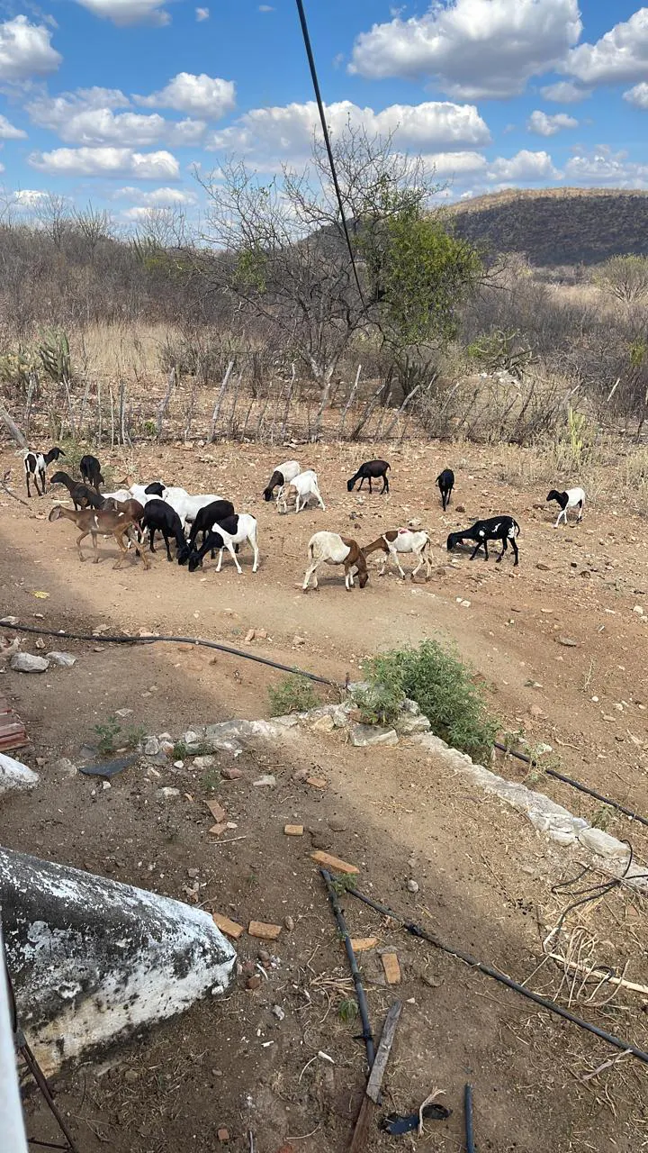 Fazenda para Arrendar de 1.000 ha em Tauá, CE, Brasil