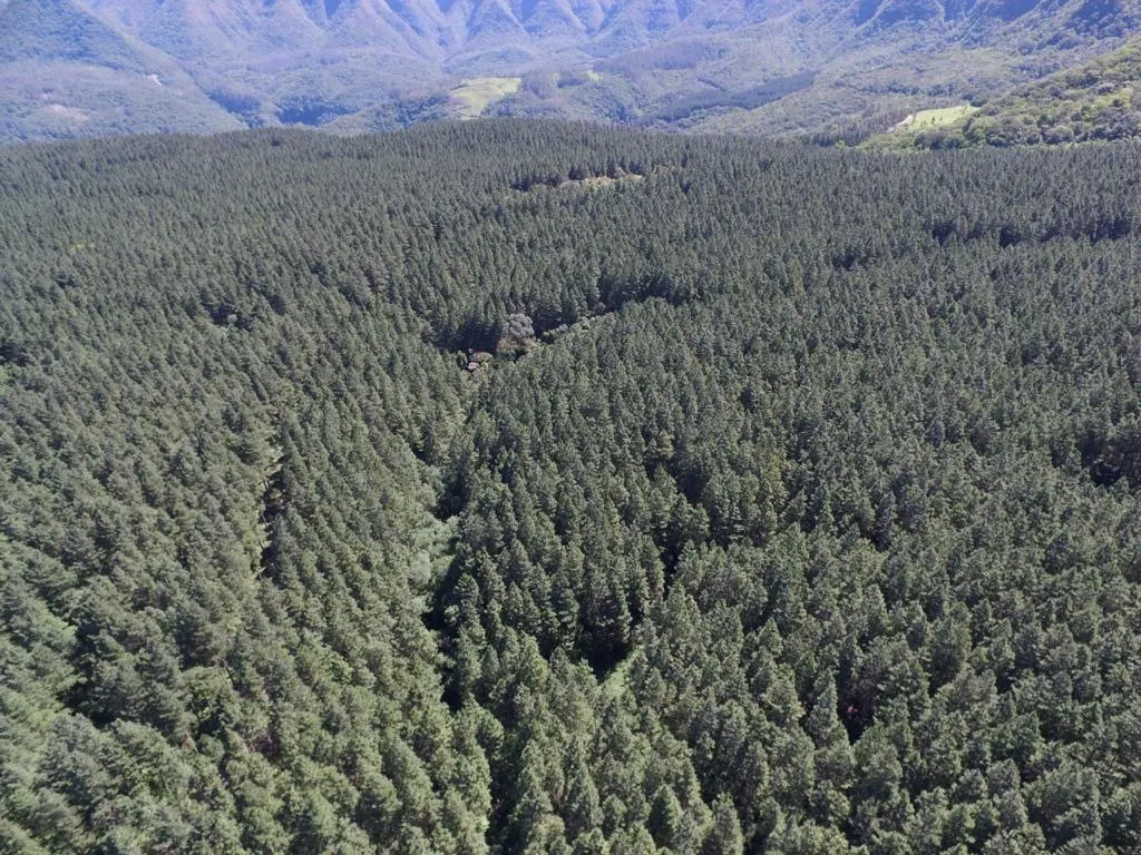 Fazenda à venda de 523 ha em Grão Pará, SC, Brasil