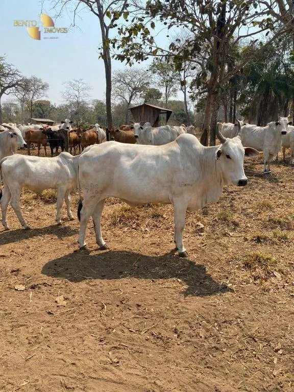 Fazenda à venda de 200 ha em Nobres, MT, Brasil