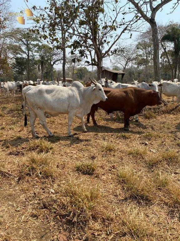 Fazenda à venda de 200 ha em Nobres, MT, Brasil
