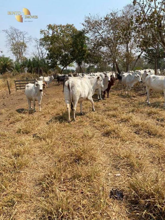 Fazenda à venda de 200 ha em Nobres, MT, Brasil