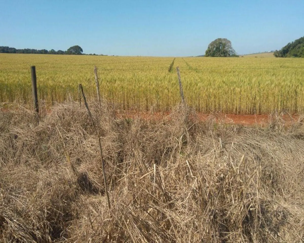 Fazenda à venda de 623 ha em Itapeva, SP, Brasil