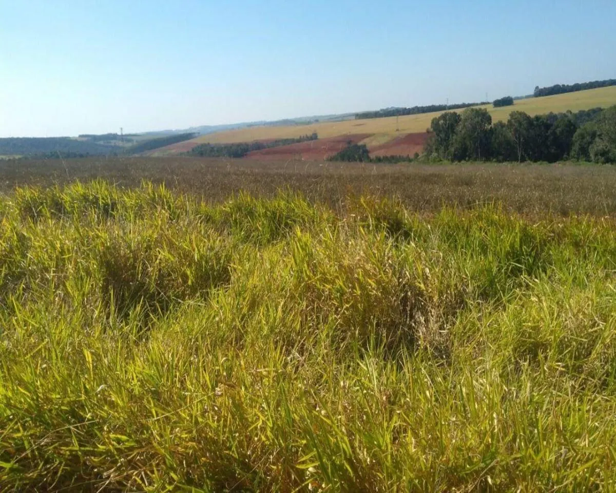 Fazenda à venda de 623 ha em Itapeva, SP, Brasil