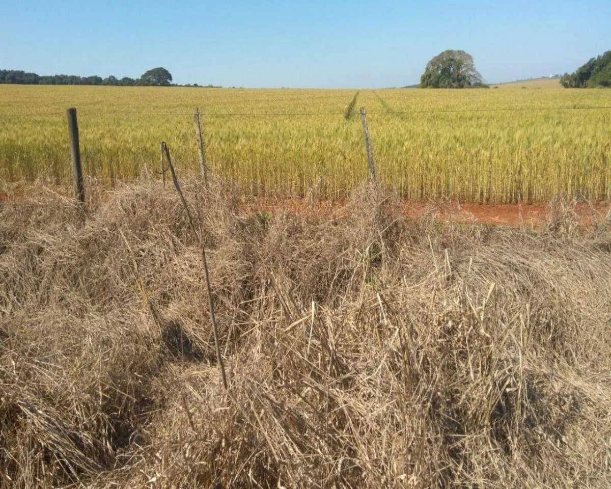 Fazenda à venda de 623 ha em Itapeva, SP, Brasil