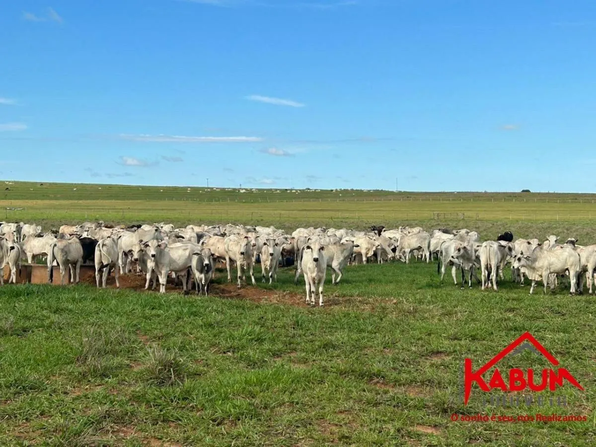 Fazenda à venda de 220 ha em Presidente Venceslau, SP, Brasil