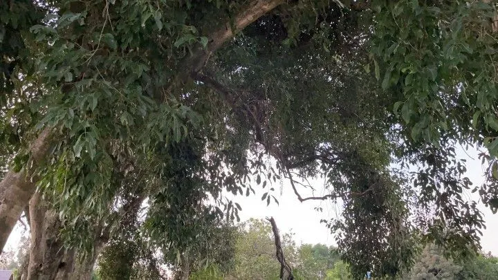 Chácara à venda de 2.900 m² em Santo Antônio da Patrulha, RS, Brasil