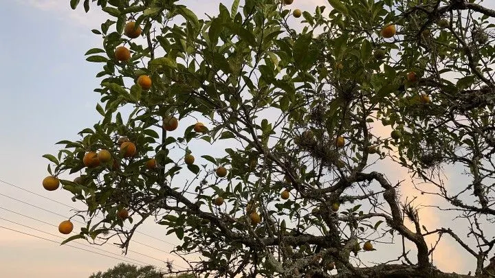 Chácara à venda de 2.900 m² em Santo Antônio da Patrulha, RS, Brasil