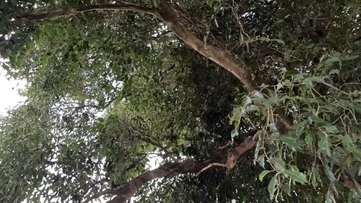 Chácara à venda de 2.900 m² em Santo Antônio da Patrulha, RS, Brasil