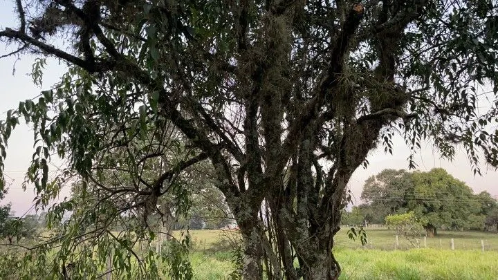 Chácara à venda de 2.900 m² em Santo Antônio da Patrulha, RS, Brasil