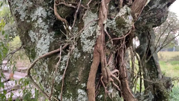 Chácara à venda de 2.900 m² em Santo Antônio da Patrulha, RS, Brasil