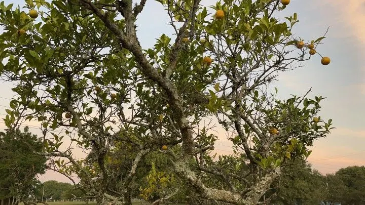 Chácara à venda de 2.900 m² em Santo Antônio da Patrulha, RS, Brasil