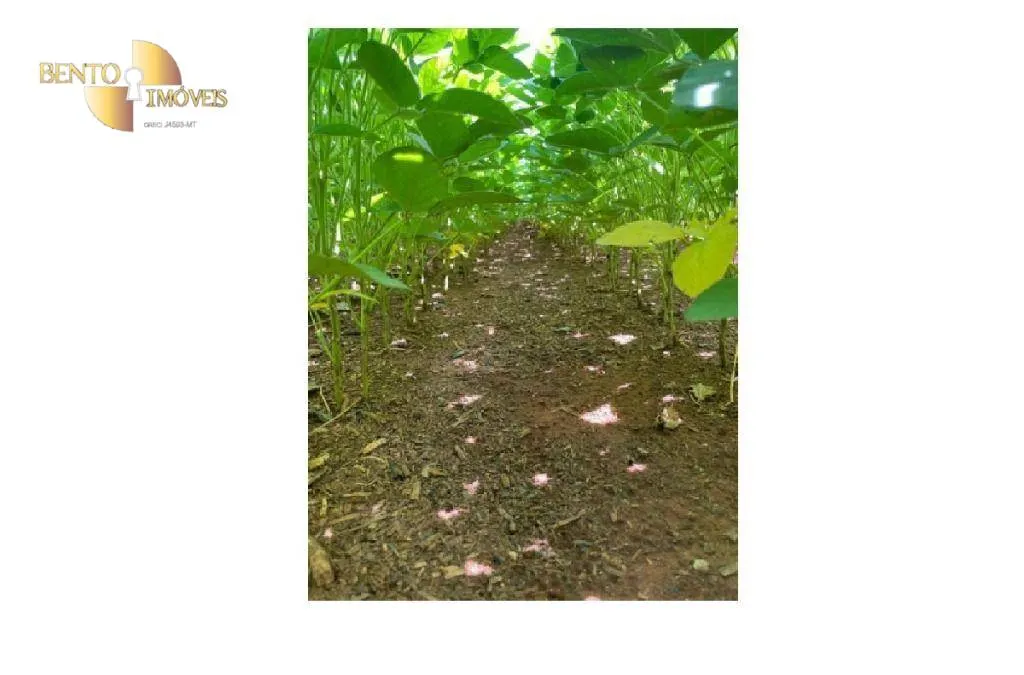 Fazenda à venda de 4.900 ha em Diamantino, MT, Brasil